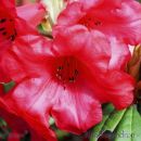 SP31rhododendronred