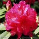 SP32rhododendronwine